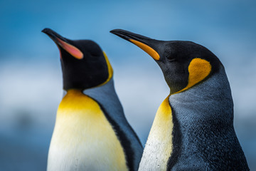 Close-up of two king penguins standing side-by-side © Nick Dale