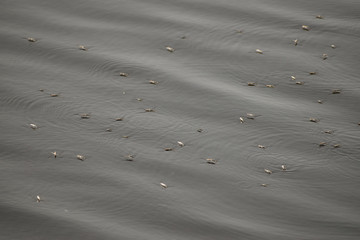 number of water strider floating on the lake, aquatic insects are standing on the water.