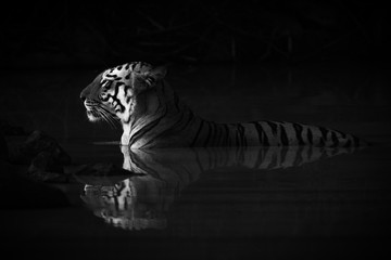 Mono Bengal tiger lying in shadowy waterhole