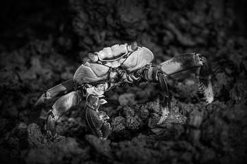 Mono Sally Lightfoot crab perched on rock