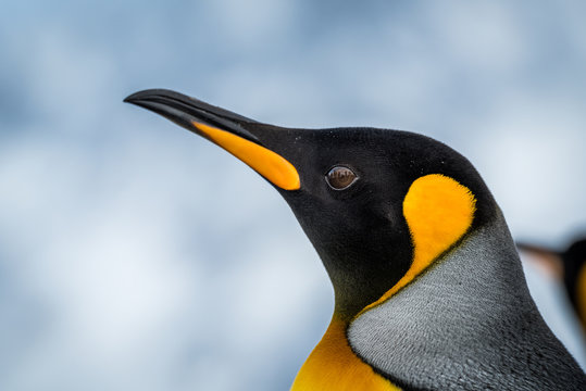 Close-up of king penguin with another behind