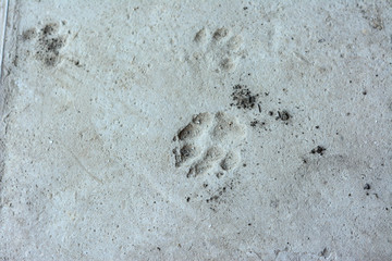 Animal footprints on concrete floor. Gray concrete floor with footprints