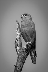 Mono grey kestrel on branch with catchlight