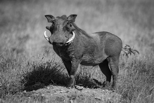 Mono common warthog on mound eyeing camera
