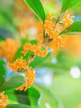 金木犀 Images Browse 1 071 Stock Photos Vectors And Video Adobe Stock