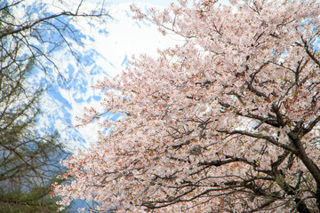 sakura cherry blossom in Japan
