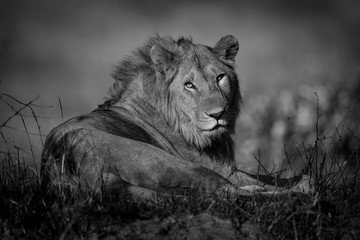 Mono male lion in grass eyeing camera
