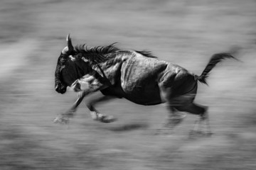 Mono slow pan of blue wildebeest galloping