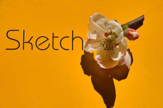 Japense Quice with 'Sketch' Letters