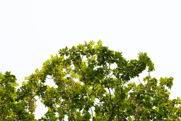 Sky and tree in sunny day