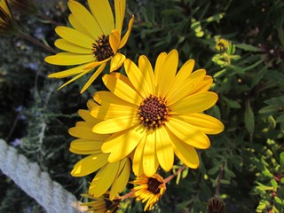 Dimorphoteca sinuata de color naranja