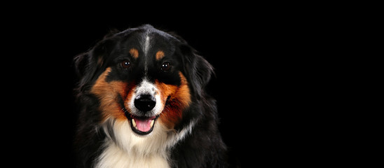 Bernese Mountain dog on a wooden plank before a black background