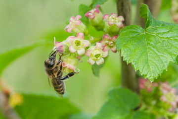 gooseberry, Ribes uva-crispa blooming in spring. flower Ribes grossularia close-up against background of leaves. Branches and young shoots of fruit shrub.