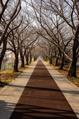 Fototapeta na wymiar path in park in autumn