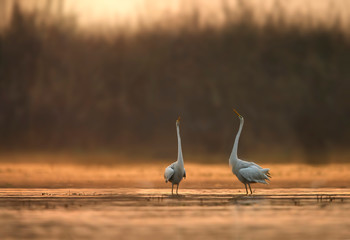Great Egrets Dance at Sunrise 