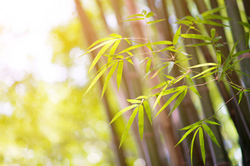 Bamboo leaf for background