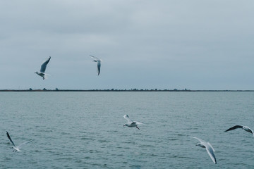 A seagull soars in the air above the sea
