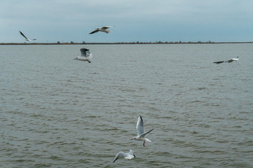 A seagull soars in the air above the sea