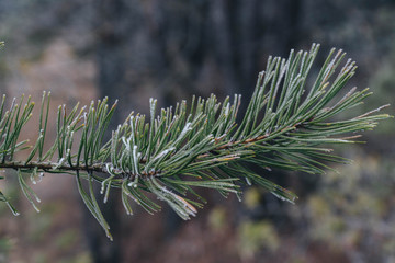 Winter pine branch covered with hoarfrost on a cold morning