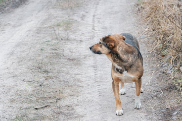 An old dog with sad eyes got lost in the forest