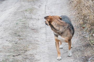 An old dog with sad eyes got lost in the forest