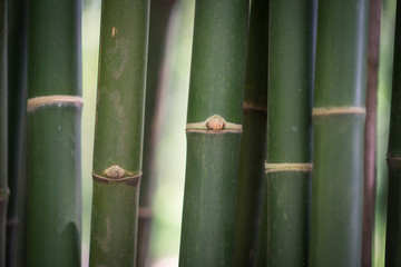 Bamboo for background