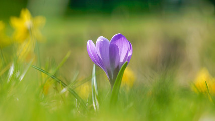 Soft focus on a single purple crocus flower blooming on a spring meadow under the morning sun. Springtime beauty.