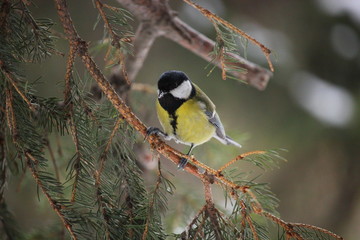 tit bird sits on a branch of spruce closeup