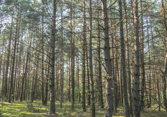 a spruce forest in northern Europe