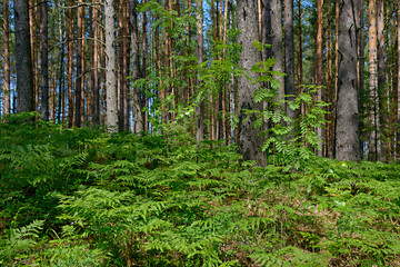 Fototapeta premium Juicy green forest grass and fresh leaves in the early summer in the forest.