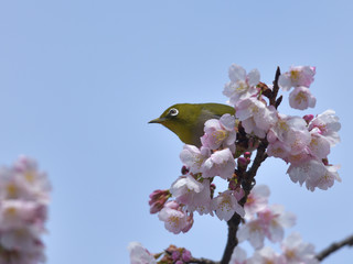 満開の大寒桜と緑色の美しい小鳥（メジロ）002