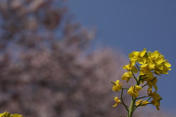 一ノ堰ハラネ春めき桜となのはな