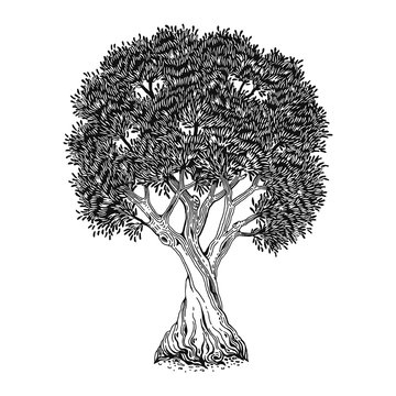 Olive tree, hand drawn vector illustration, symbol life and fertility. Isolated sketch, emblem environment, engraving on white background.