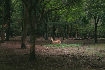 Obraz na płótnie Canvas Wild deer in the park and Kasuga Shrine in Nara, Japan