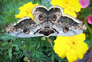 European peacock (Aglais io) butterfly sits on yellow flower Tagetes, top view, selective focus