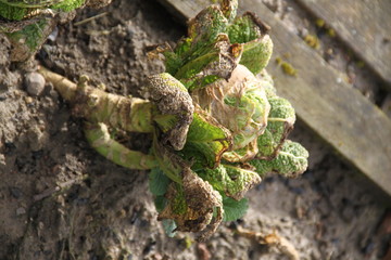 Brussels sprouts plant in the garden