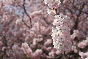 一ノ堰ハラネ春めき桜