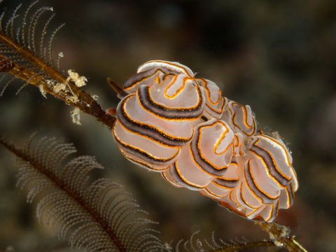 white doto nudibranch underwater in indonesia