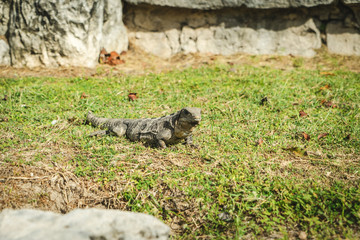 El Ray, Mayan Ruin in Cancun, Mexico