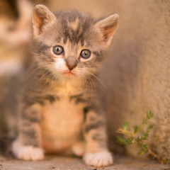 Lovely funny little kitten is sitting ootdoor near grass wall.
