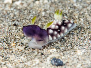 black white nudibranch underwater in indonesia