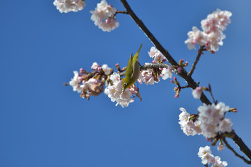 満開の大寒桜と緑色の美しい小鳥（メジロ）011