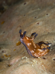 brown nudibranch sea hare underwater in indonesia