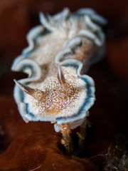 brown white nudibranch on sponge underwater in indonesia