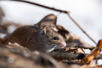 The striped field mouse