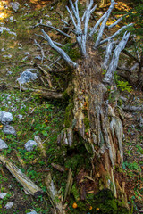 Dead rotting tree in Bohinj forest