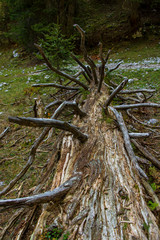 Fototapeta premium Sharp branches of dead tree in Bohinj forest