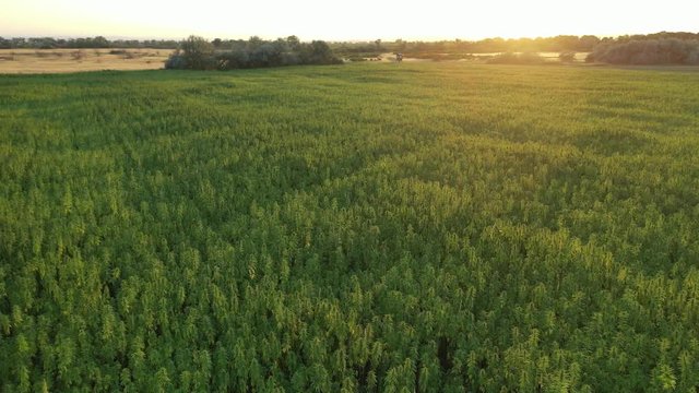 Wide aerial sunset view of a beautiful marijuana CBD hemp field