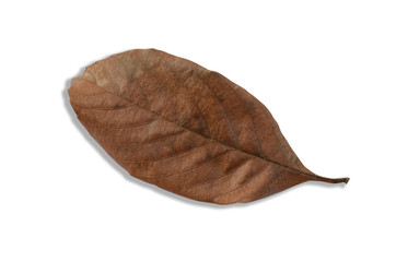 Dry brown leaves blurred with a white patterned background.