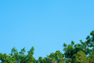 Sky and tree in sunny day